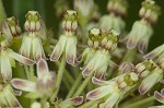 Green milkweed