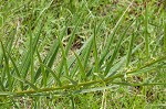 Green milkweed