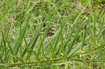 Green milkweed