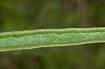 Green milkweed