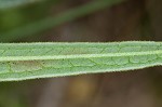 Green milkweed