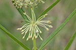 Green milkweed