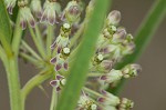 Green milkweed