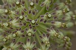 Green milkweed