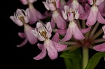 Swamp milkweed