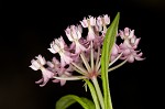 Swamp milkweed