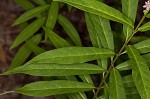 Swamp milkweed