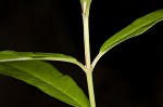 Swamp milkweed