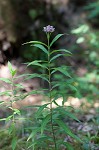 Swamp milkweed