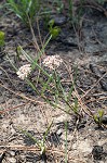 Michaux's milkweed