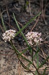 Michaux's milkweed