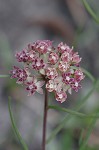 Michaux's milkweed