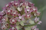 Michaux's milkweed