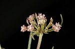 Michaux's milkweed