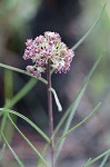 Michaux's milkweed