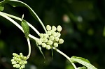 Red milkweed