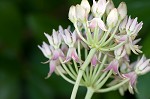 Red milkweed