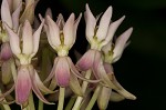 Red milkweed