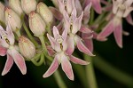 Red milkweed