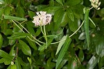 Red milkweed