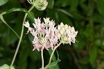 Red milkweed