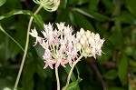 Red milkweed