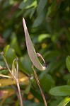 Red milkweed