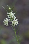 Whorled milkweed