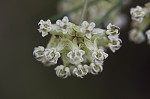 Whorled milkweed