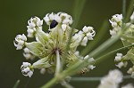 Whorled milkweed