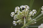 Whorled milkweed