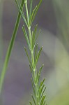 Whorled milkweed