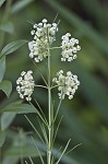 Whorled milkweed