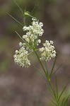 Whorled milkweed