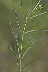 Whorled milkweed