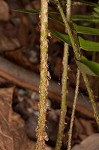 Christmas fern