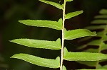 Christmas fern