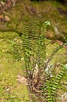 Blackstem spleenwort