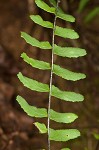 Blackstem spleenwort