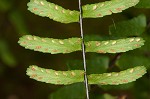 Blackstem spleenwort