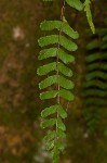 Blackstem spleenwort