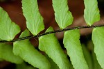 Blackstem spleenwort