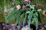 Blackstem spleenwort