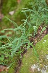 Blackstem spleenwort