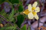 Combleaf yellow false foxglove