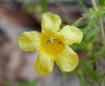 Combleaf yellow false foxglove