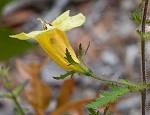 Combleaf yellow false foxglove