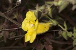 Combleaf yellow false foxglove