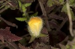 Combleaf yellow false foxglove