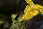 Combleaf yellow false foxglove